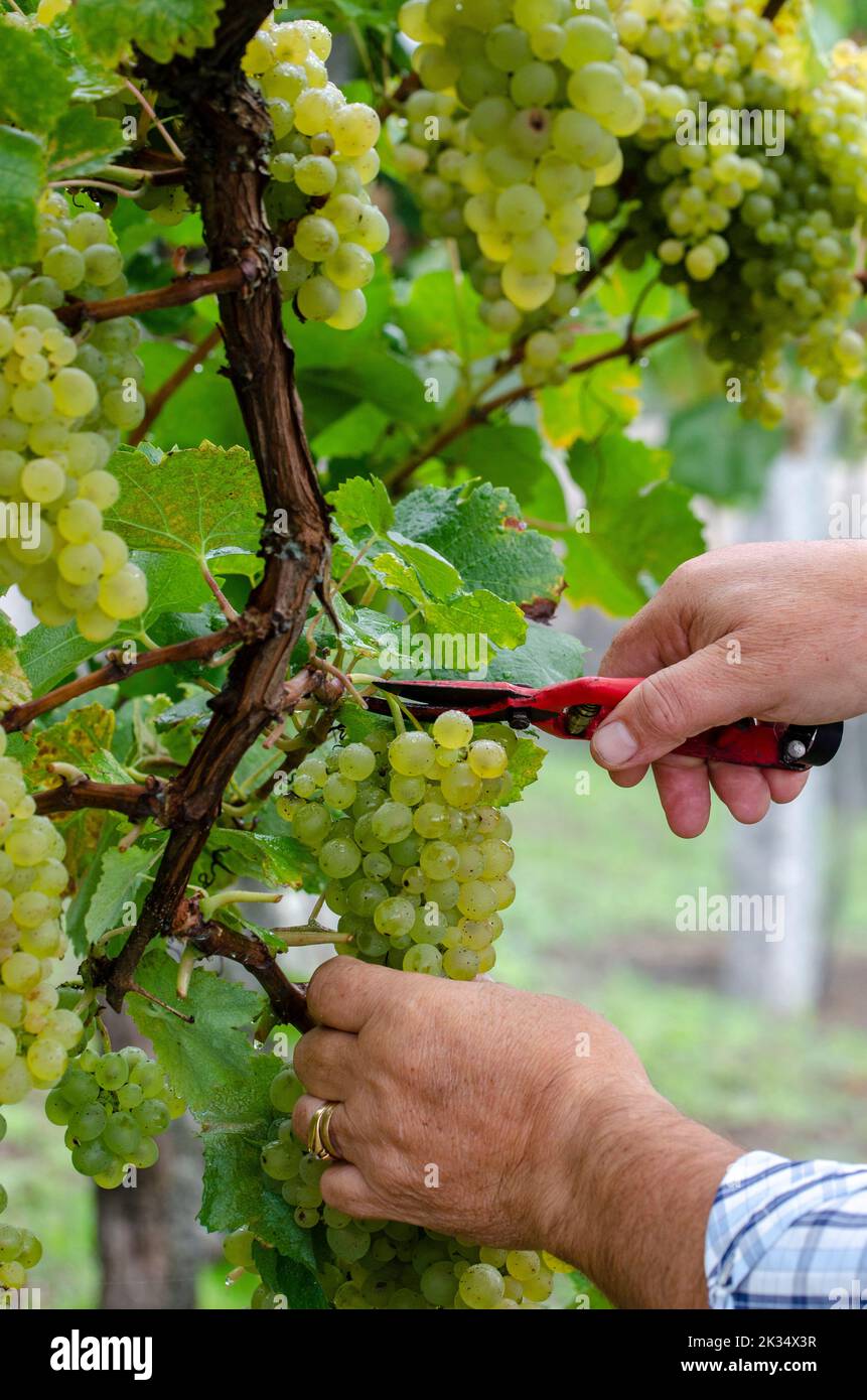 man picking grapes in a vineyard. Stock Photo