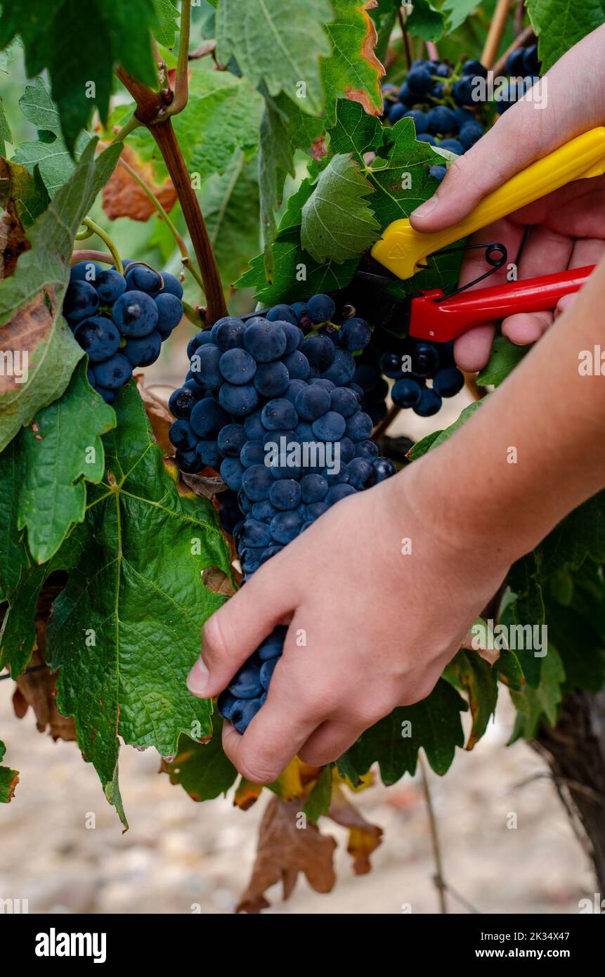woman picking grapes during the grape harvest in autumn. Stock Photo