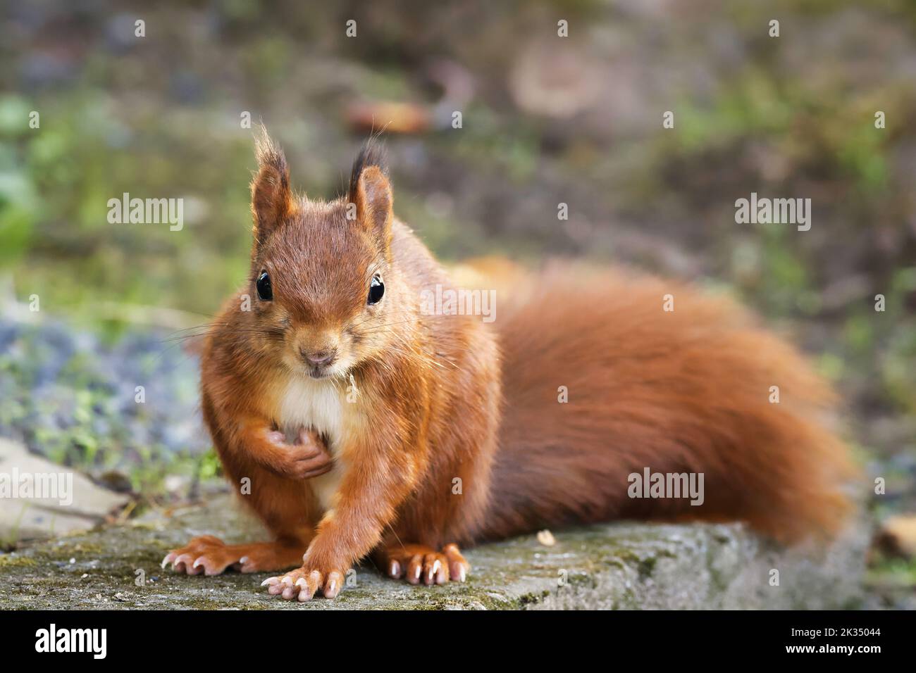 squirrel looks curiously into the camera while scratching his belly Stock Photo