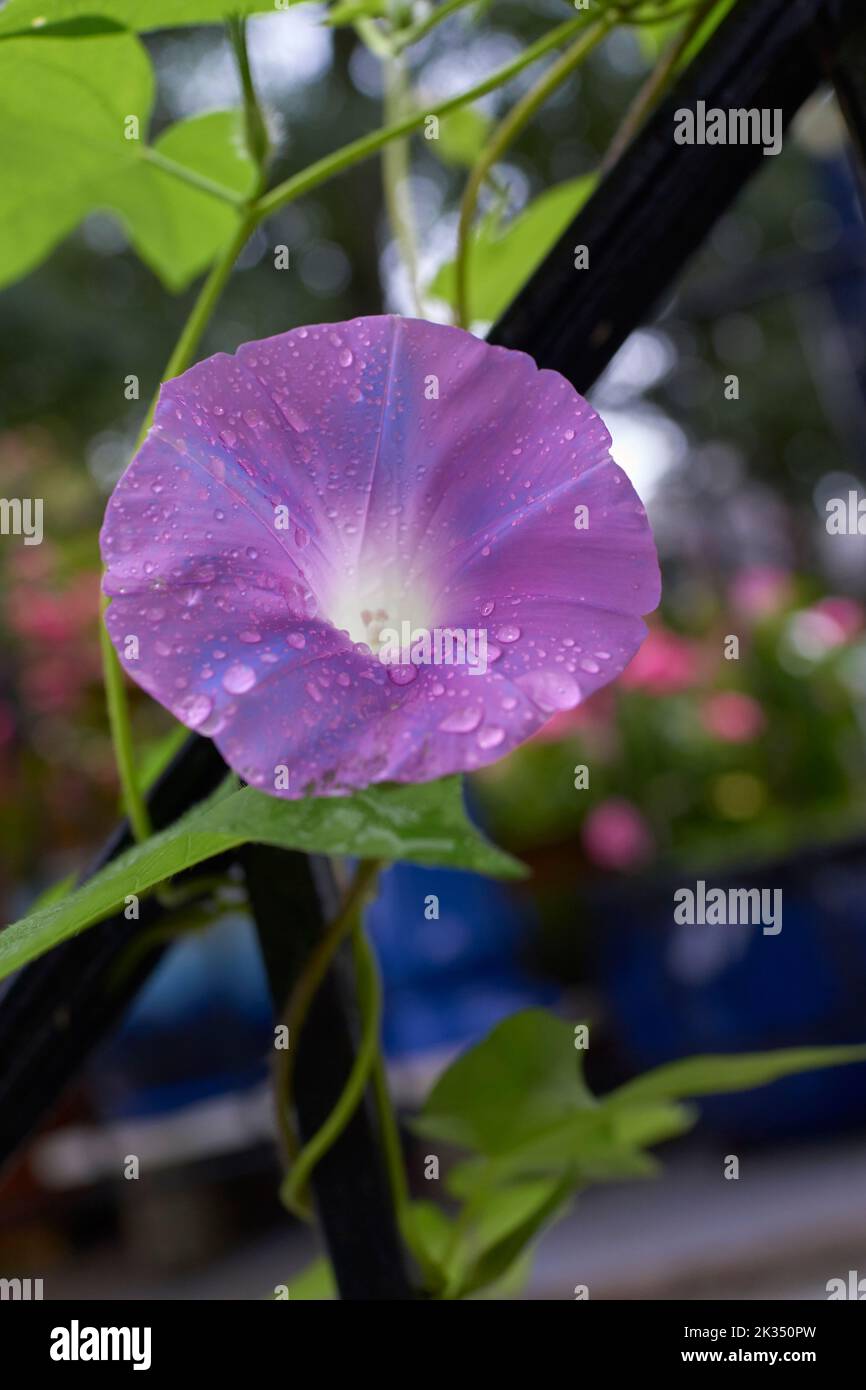 Single purple Morning Glory flower with dew drops.  Vine and leaves in soft focus in background. Stock Photo