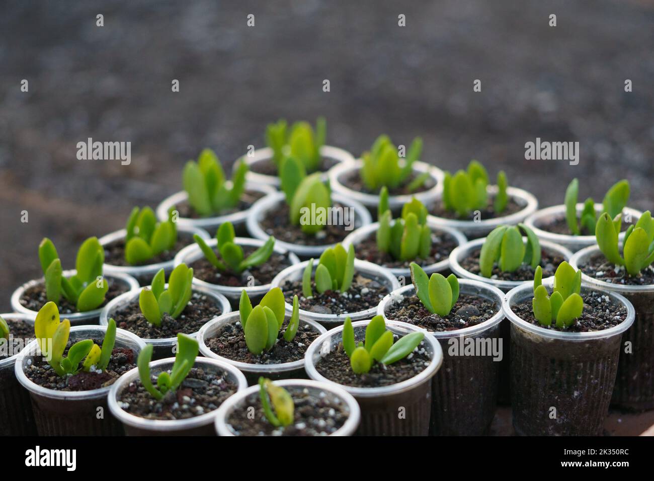 First sprouts of plants pierced through soil growing in plastic pots and standing in brown tray Stock Photo