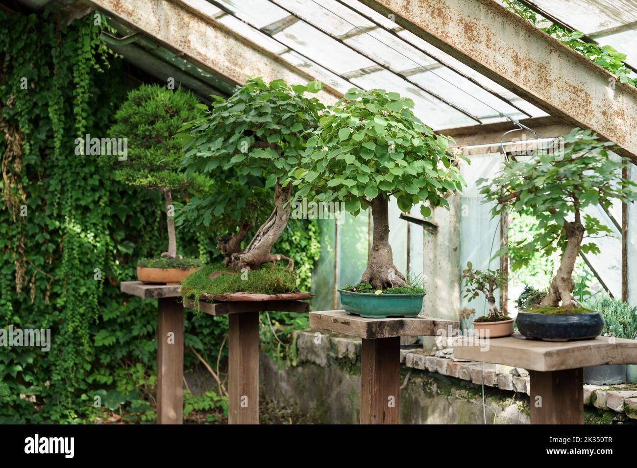 Exhibition and exploration of bonsai trees standing on wooden racks in botanical greenhouse garden Stock Photo