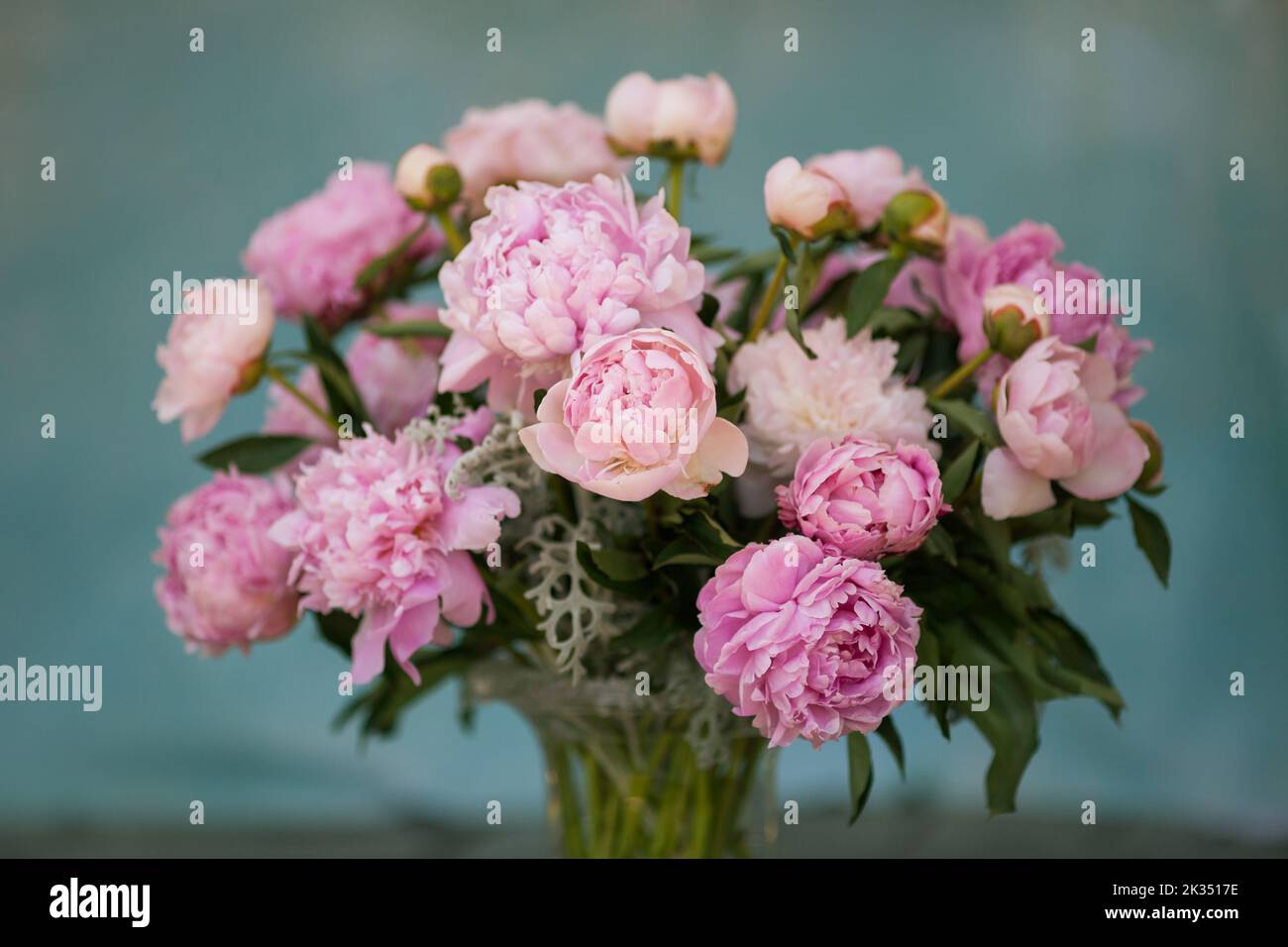 A bouquet of soft pink peonies in a vase. Stock Photo