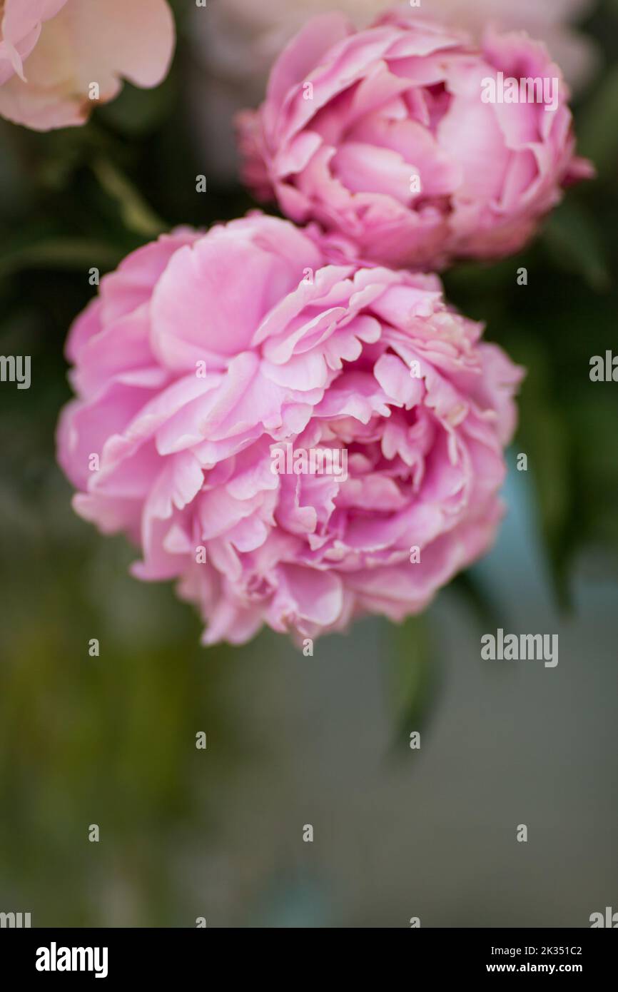 Close up images of soft and vibrant pink peonies. Stock Photo