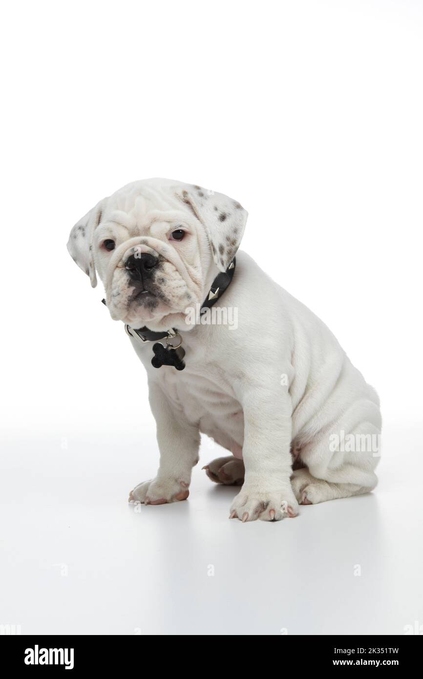 English Bulldog puppy sitting down on a white background with reflection photographed in studio Stock Photo
