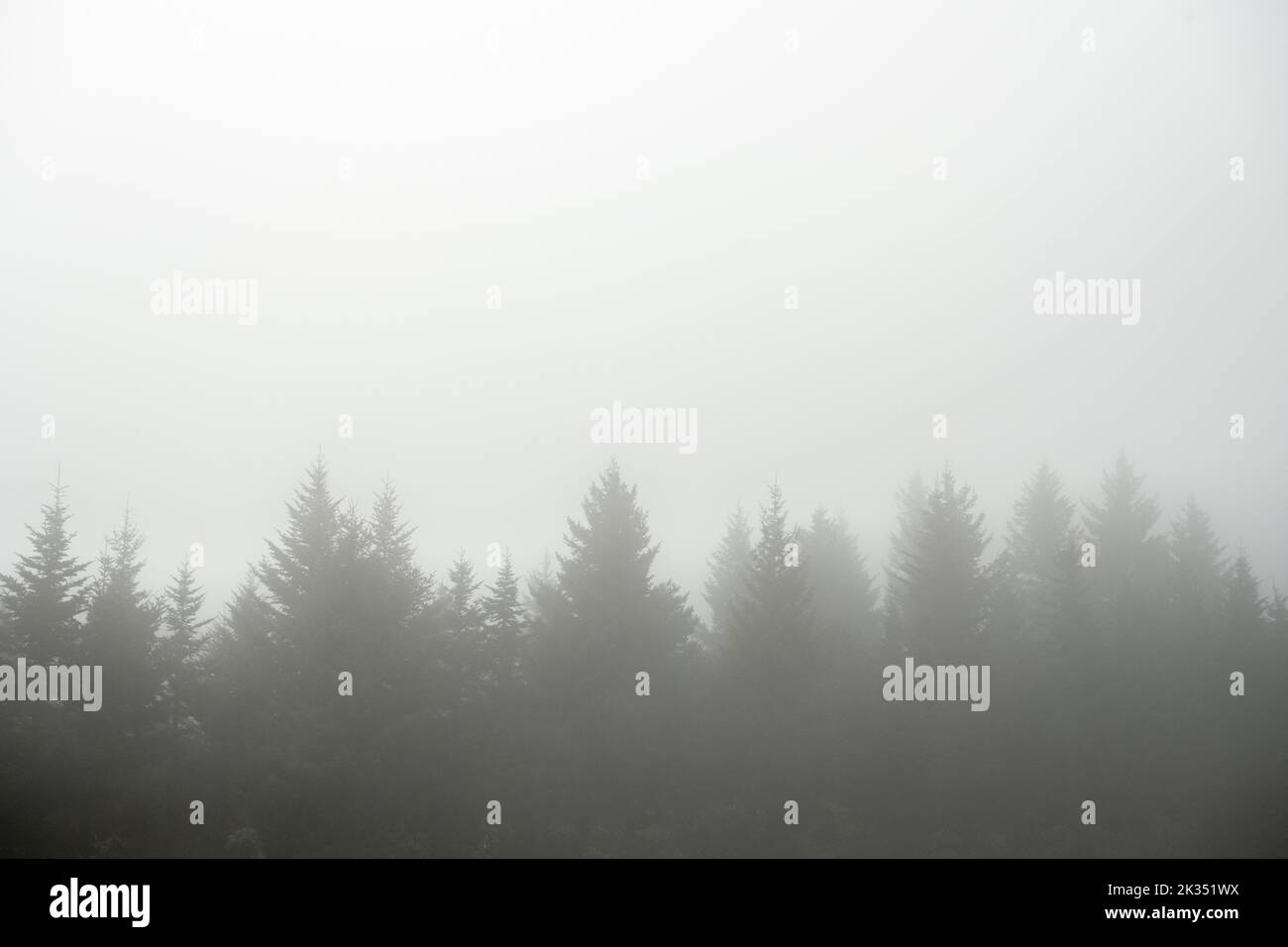 Line of Pine Trees Obscured In Fog in the Blue Ridge mountains Stock Photo