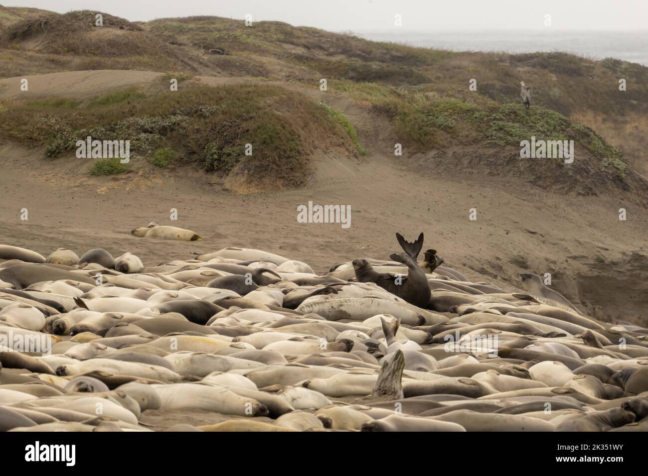 Large Community of Elephant Seals Sleep On Beach in Big Sur Stock Photo