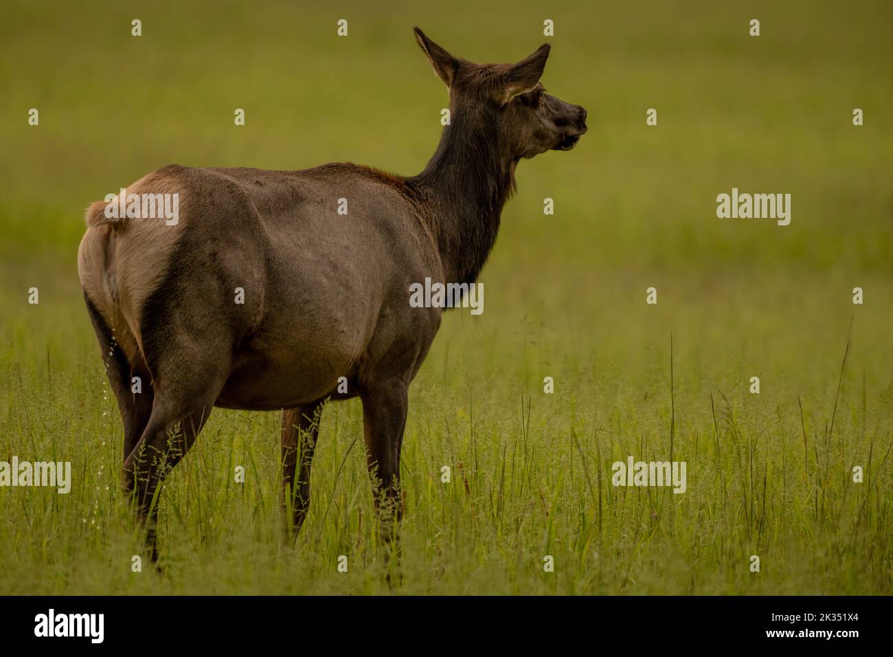 Lone Female Elk Looks Across Field in Cataloochee Valley of the Smokies Stock Photo