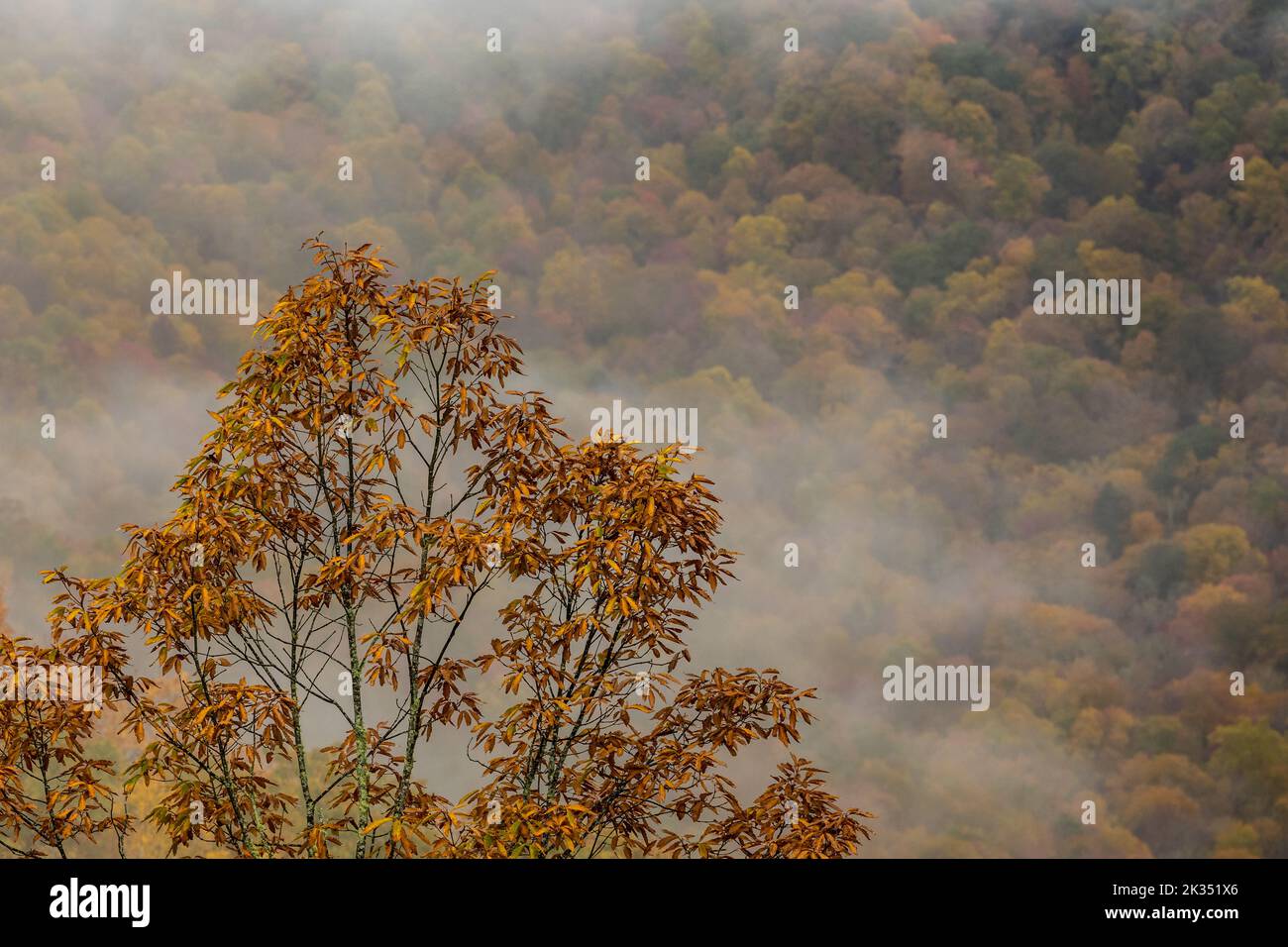 Leaves Changing Color On Single Tree With Fog And Forest In the Distance in the Blue Ridge mountains Stock Photo