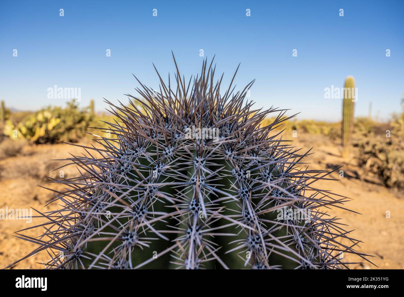 Long Needles On The Top of Cactus in Saguaro National Park Stock Photo