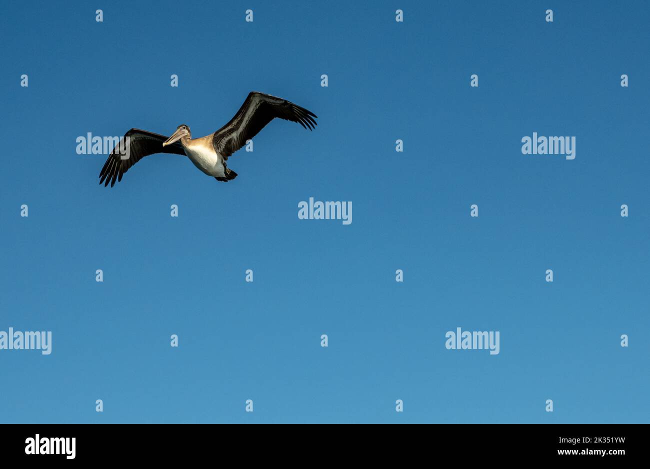 Looking Up at Large Pelican On Blue Sky in Channel Islands National Park Stock Photo
