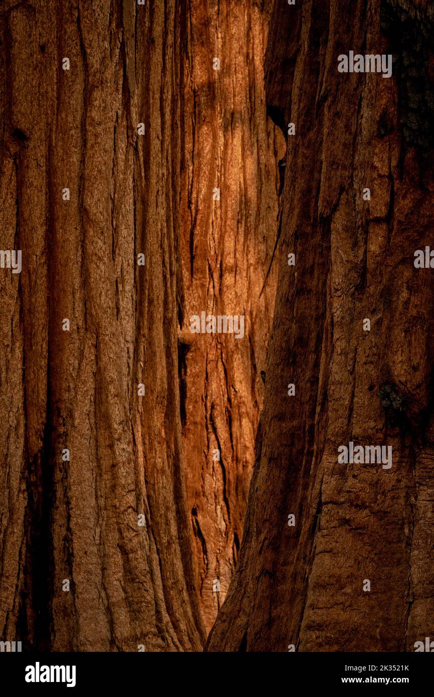 Morning Light Glows On The Back Layer of Sequoia Tree Bark in Yosemite Stock Photo