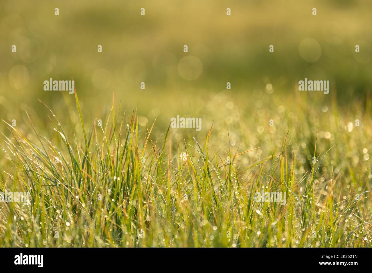 Morning Sun LIghts The Dew On Tall Grass in Yellowstone National Park Stock Photo