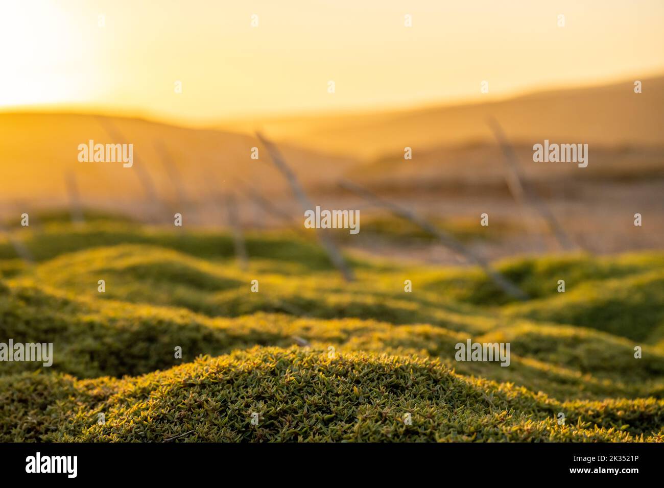 Moss Glows in Morning Light in the Channel Islands National Park Stock Photo