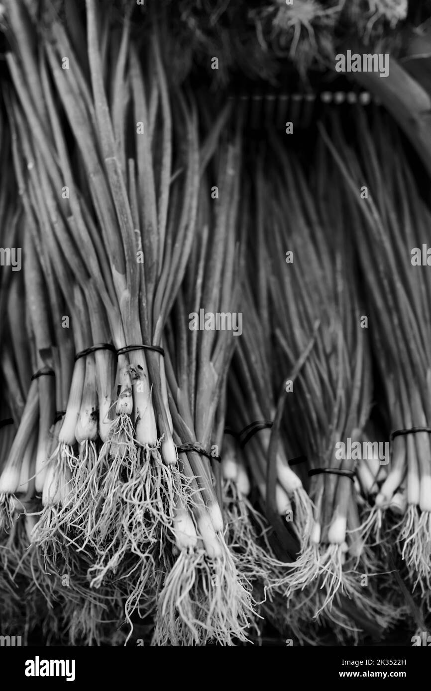 Organic Scallions at a Farmers Market in New Jersey. Stock Photo