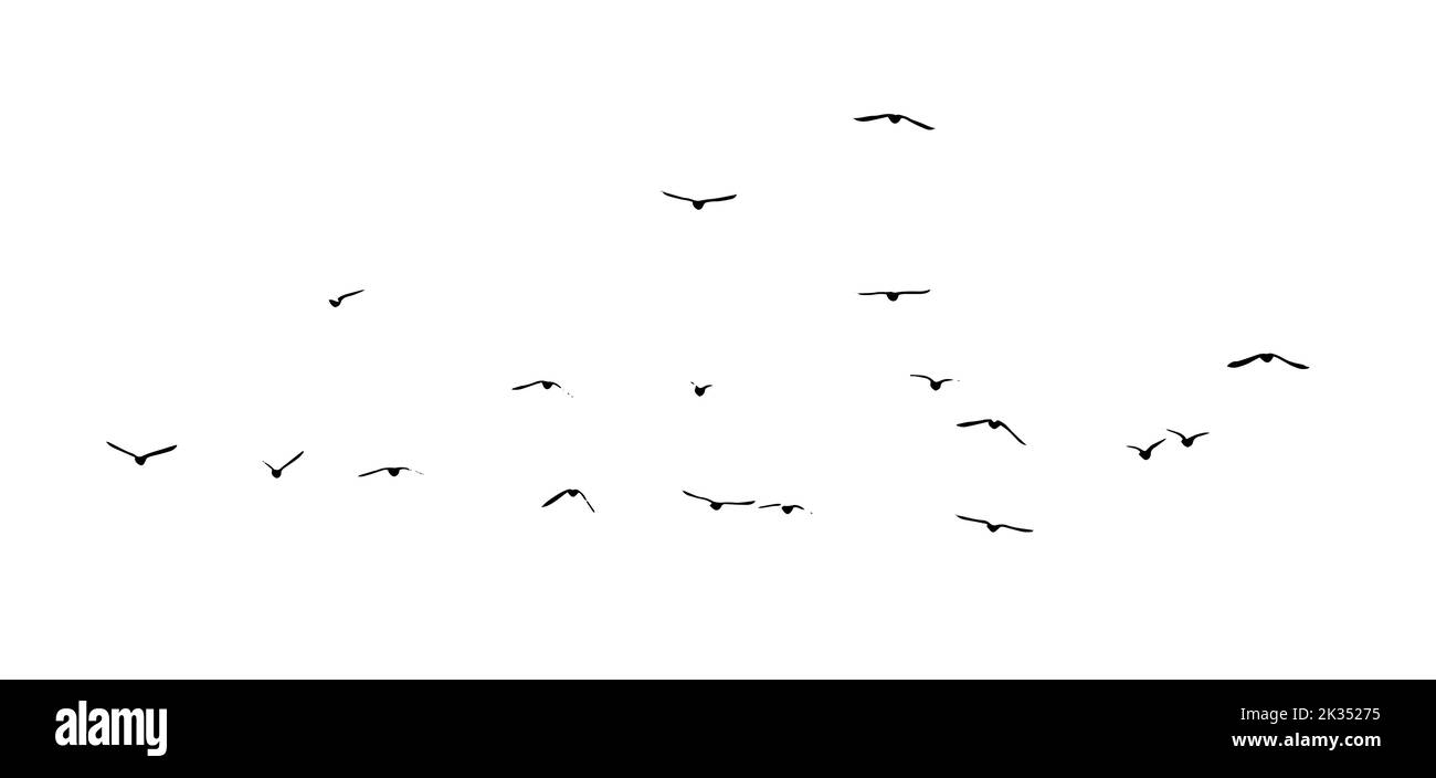 A flock of flying birds. Free birds. Vector illustration Stock Vector