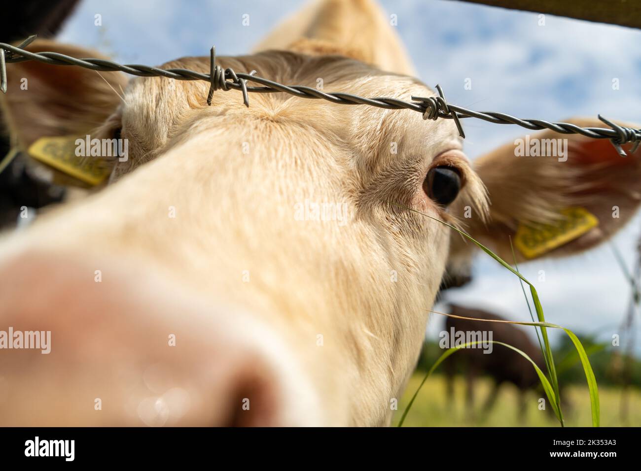 Curious young white cow looking closely to the camera. Stock Photo