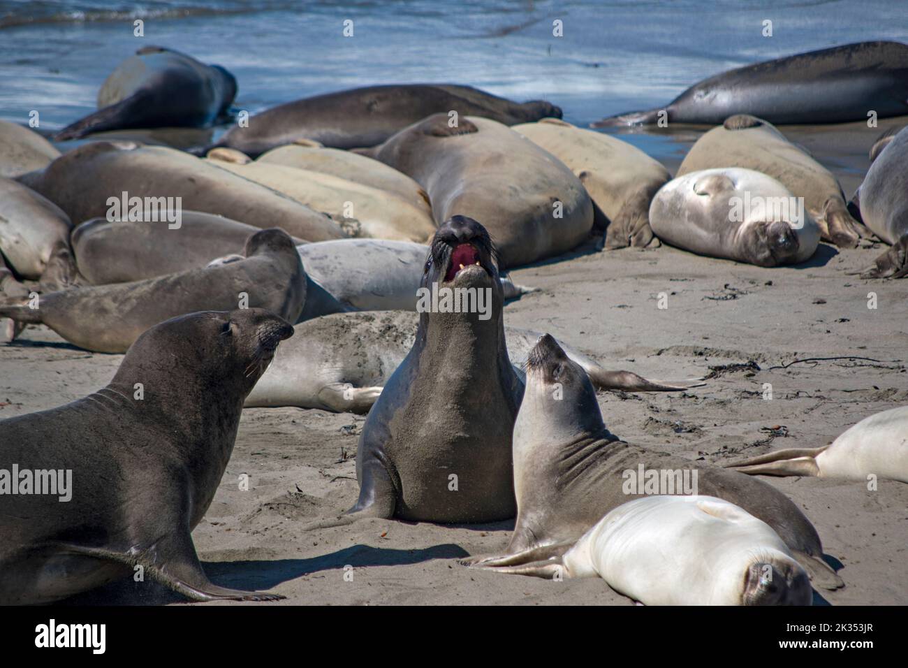 Elephant Seals, San Simeon, California, USA Stock Photo Alamy