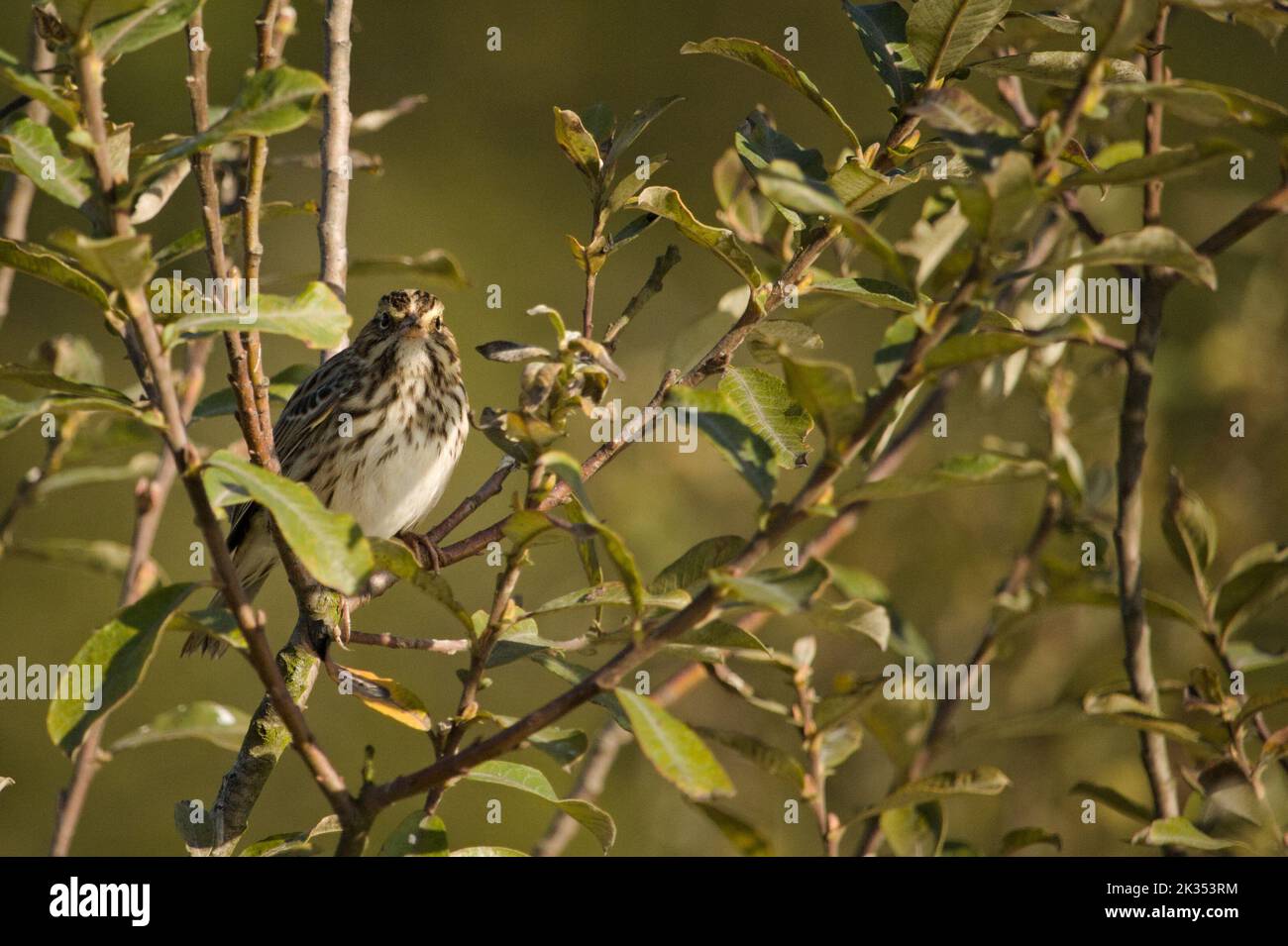 A savannah sparrow perched in the branches of a tree. Stock Photo