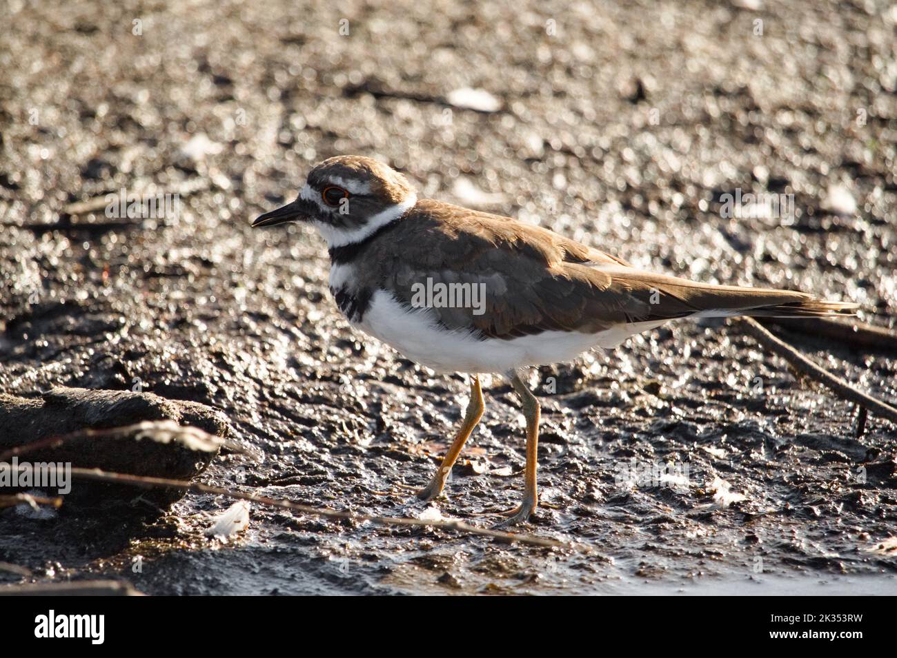 A killdeer as it forages on an expanse of mud on a lake shore. Stock Photo