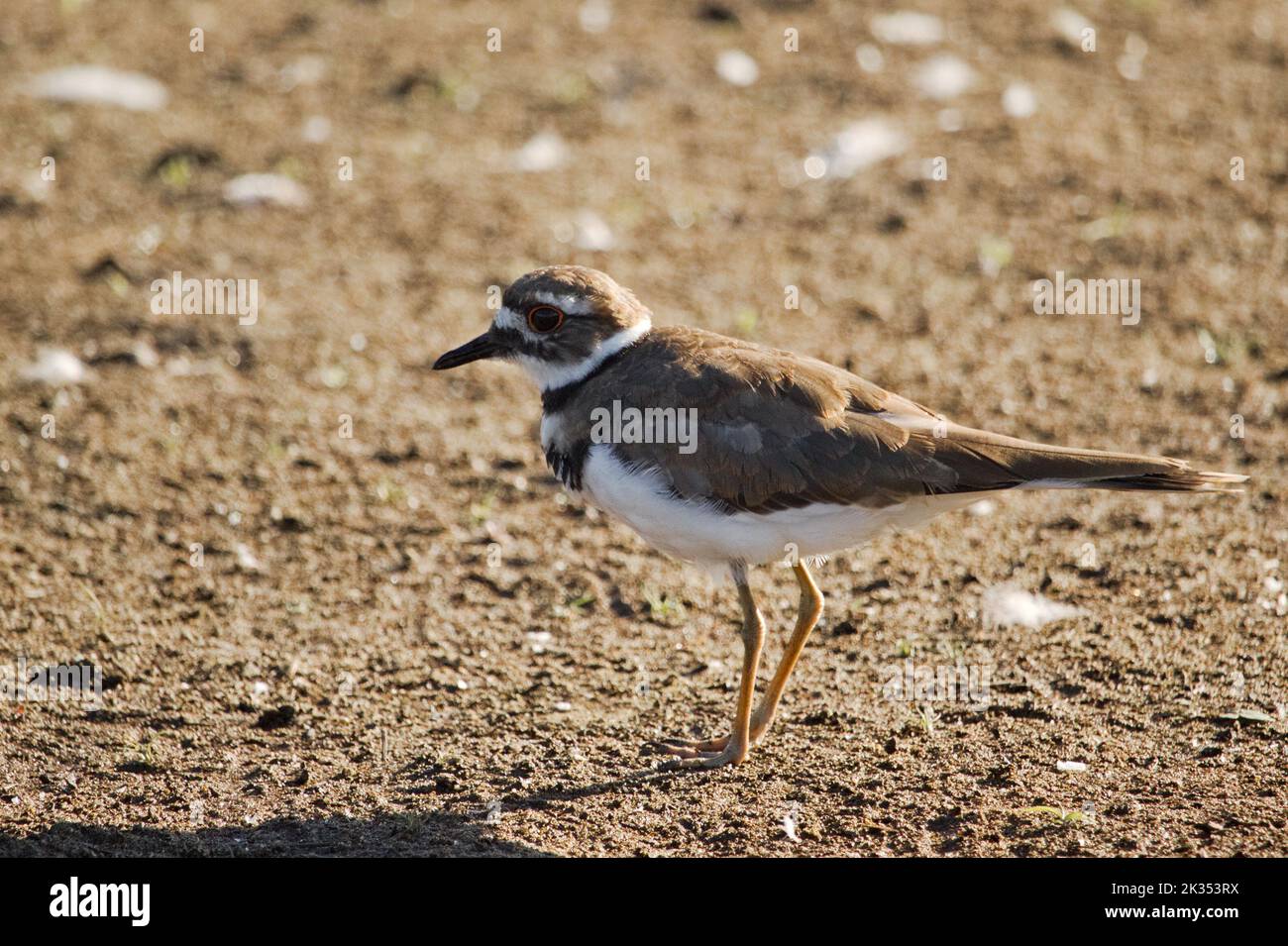 A killdeer as it forages on an expanse of mud on a lake shore. Stock Photo