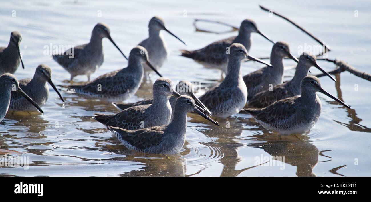A group of long-billed dowitchers wading in water at Piper Spit. Stock Photo