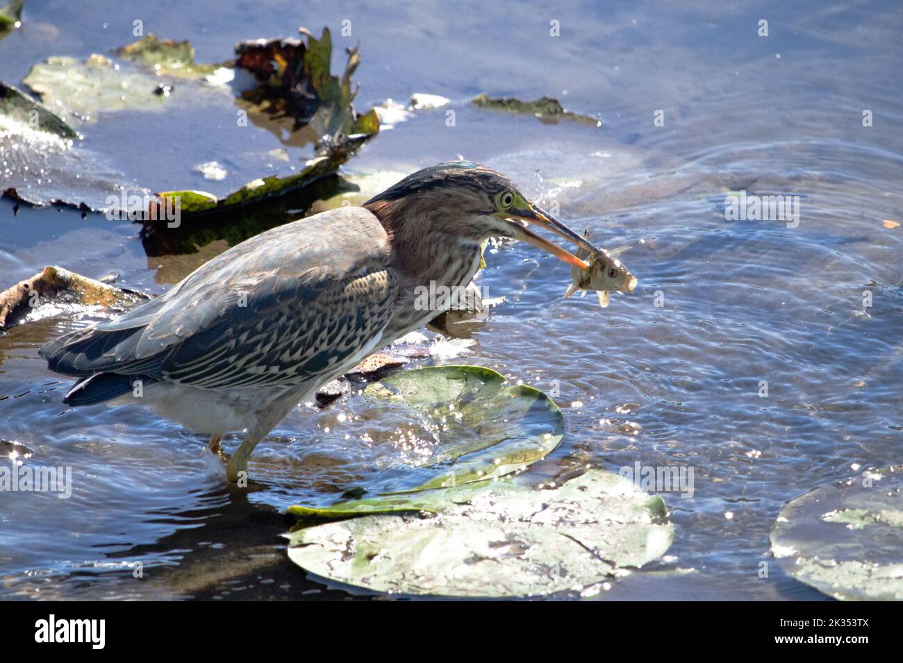 A juvenile green heron with a fish in its beak among lily pads at Burnaby Lake Regional Park's Piper Spit. Stock Photo