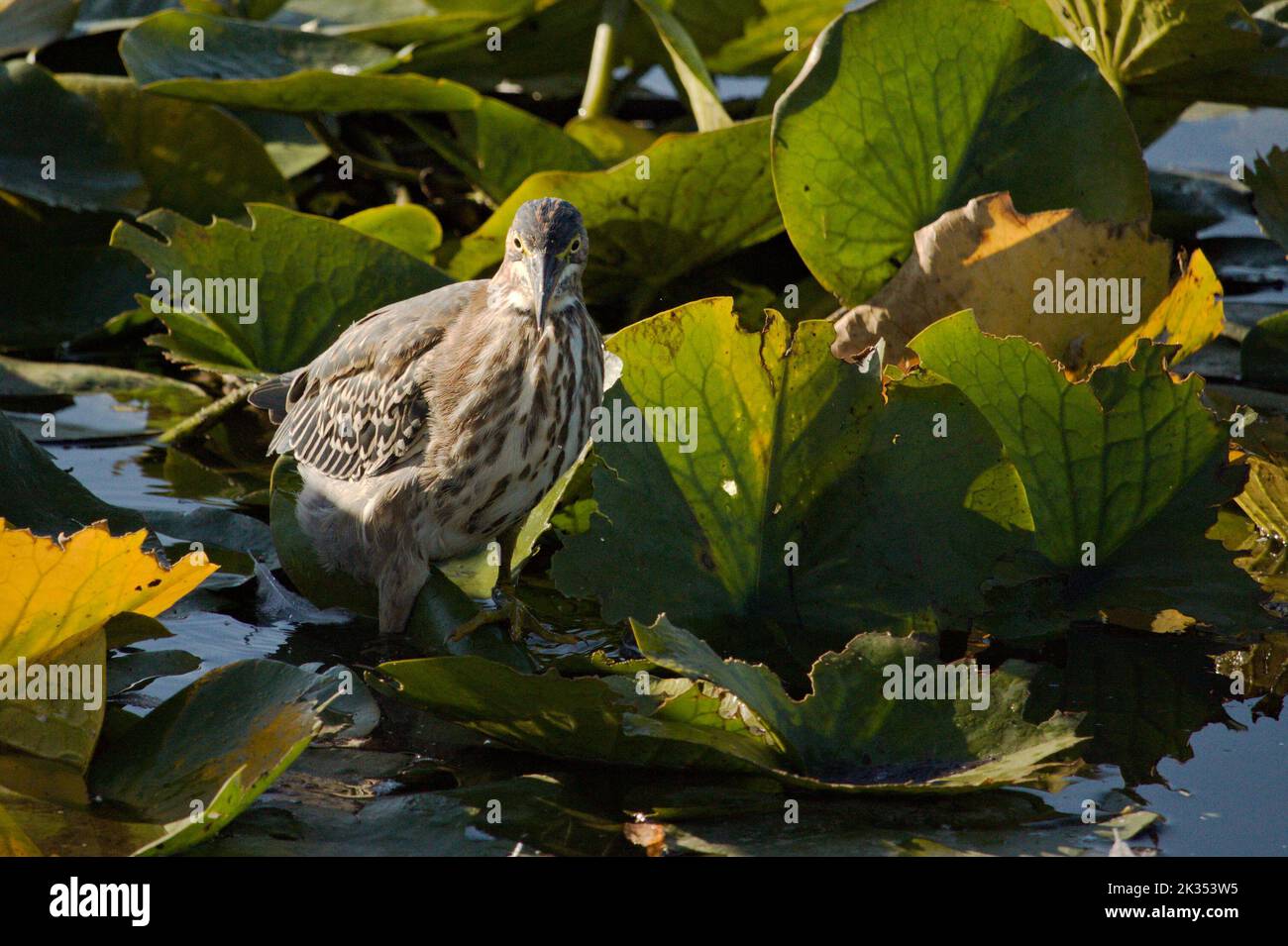 A juvenile green heron among lily pads. Stock Photo