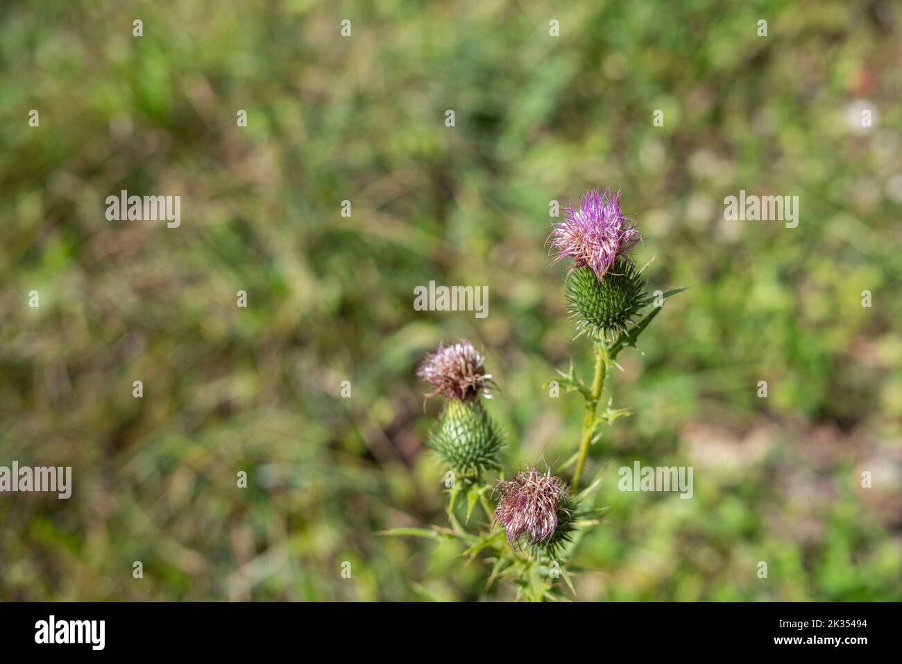 Dry and fresh flower of burdock plant with blurred background Stock Photo