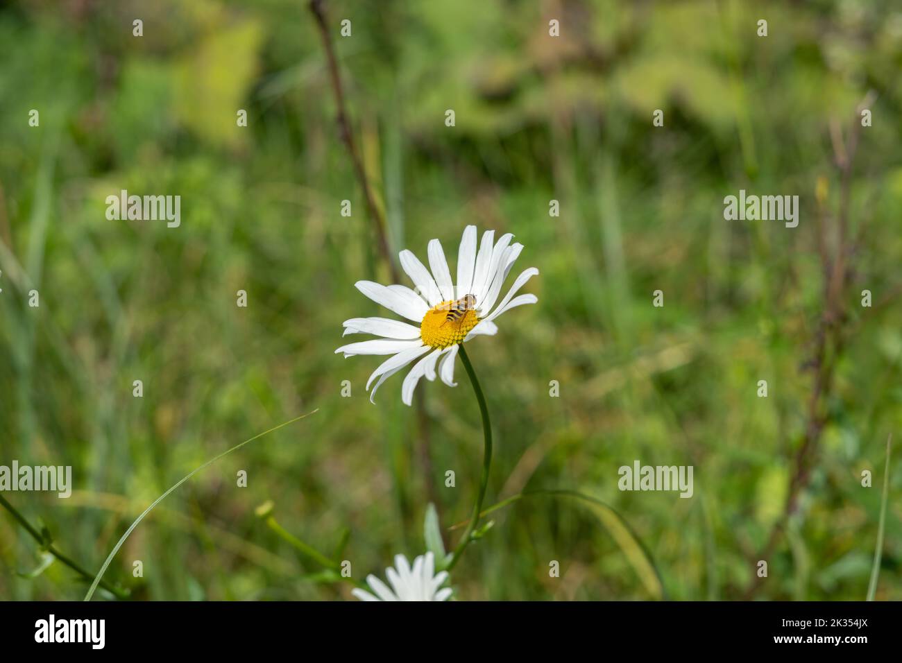 Oxeye daisy with a bee on it in the blurred green grass Stock Photo