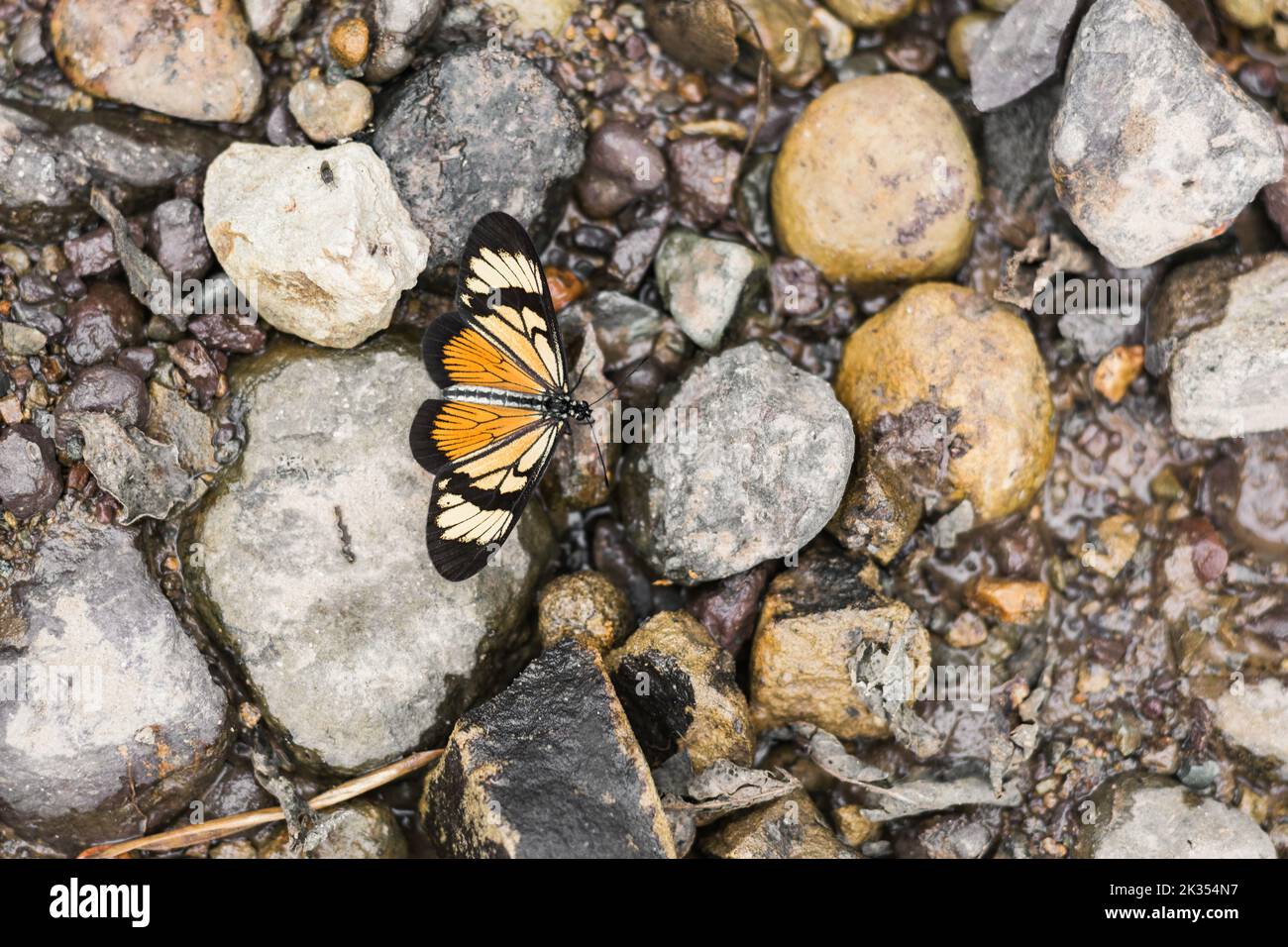 Danaus plexippus or monarch butterfly perched on gray and yellow stones above a stream. butterfly in winter. Stock Photo