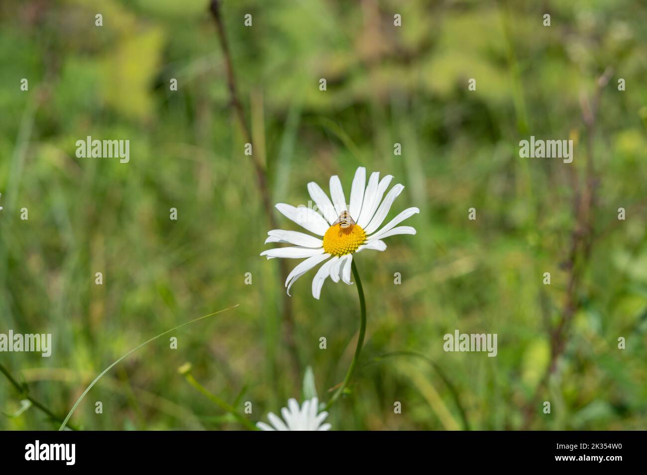 Oxeye daisy with a bee on it in the blurred green grass Stock Photo