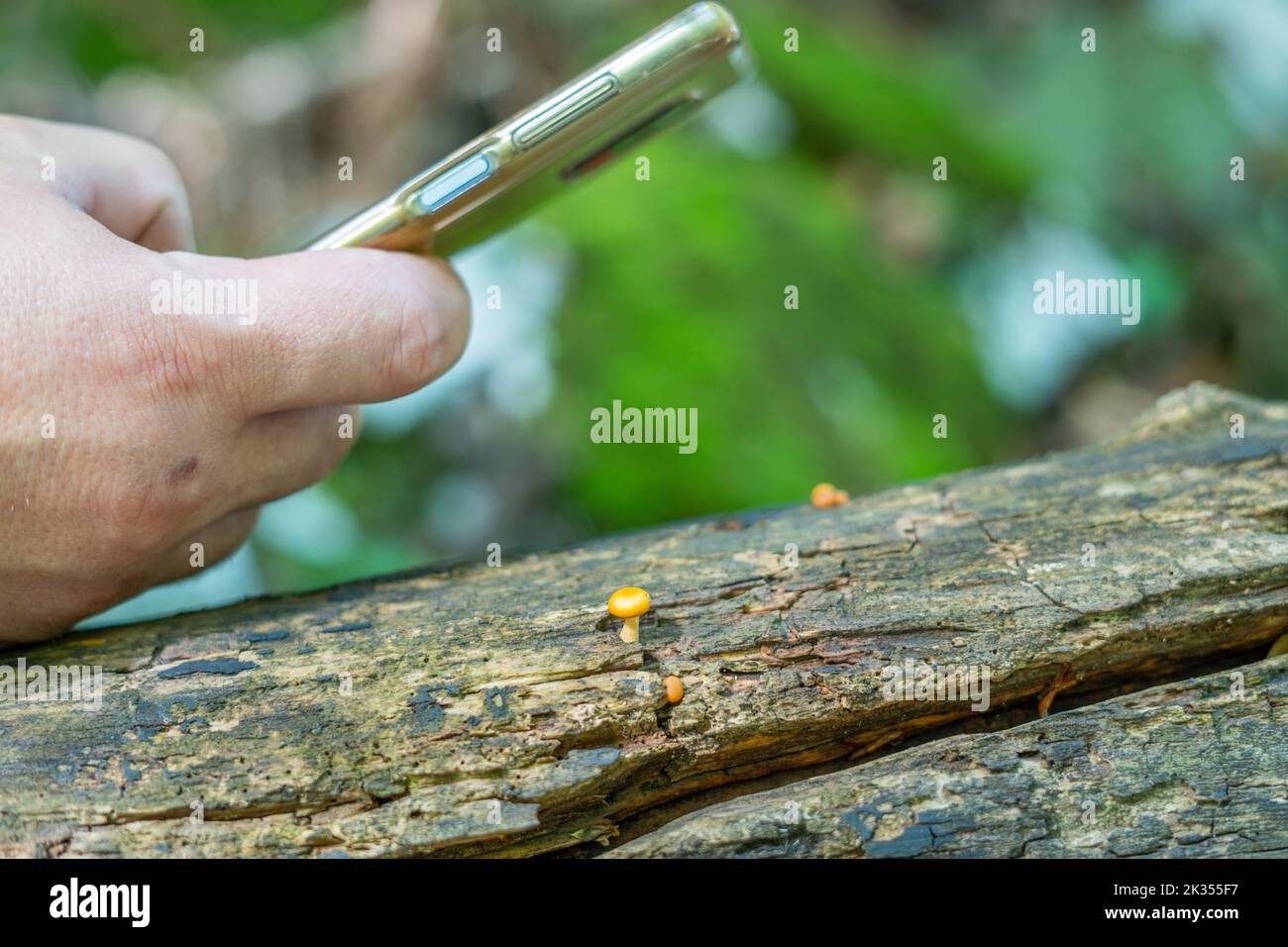 Taking a macro close up photo of a tiny mushroom located on an old fallen tree in the forest with a mobile phone Stock Photo