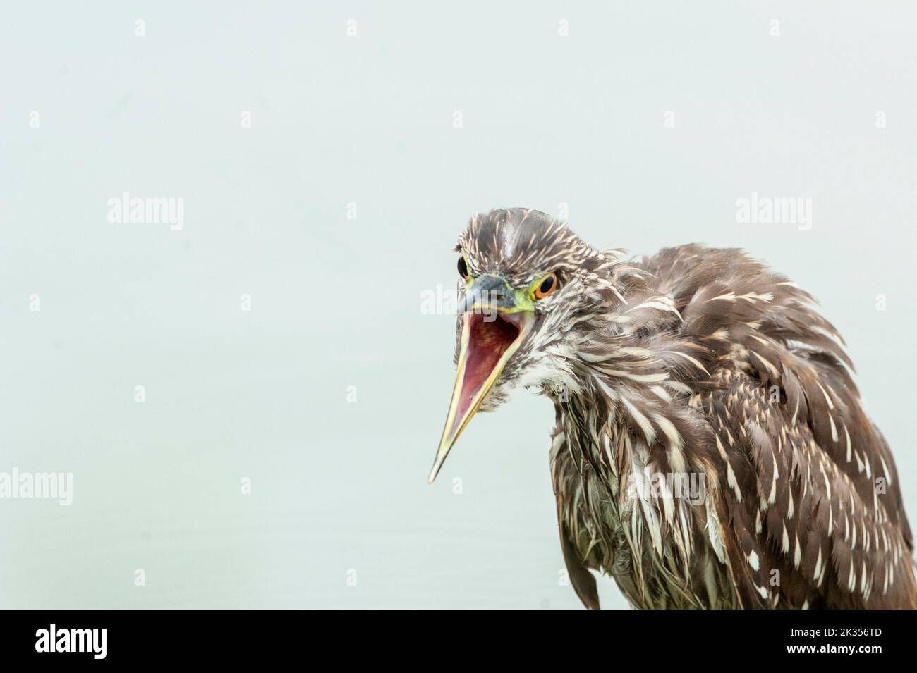 Black-crowned night heron yawning Stock Photo