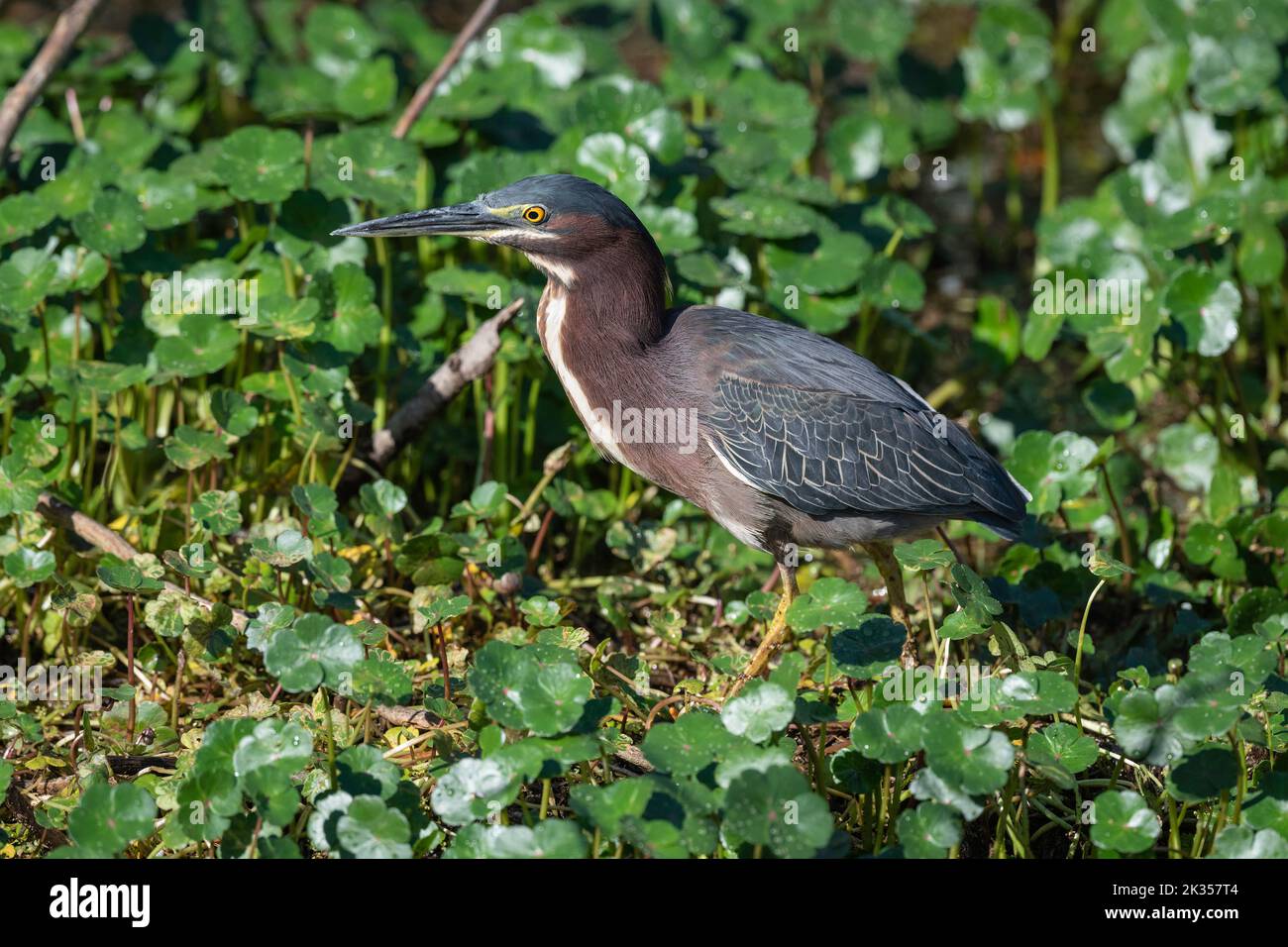 Green Heron Hunting in a Swamp Stock Photo Biology Diagrams
