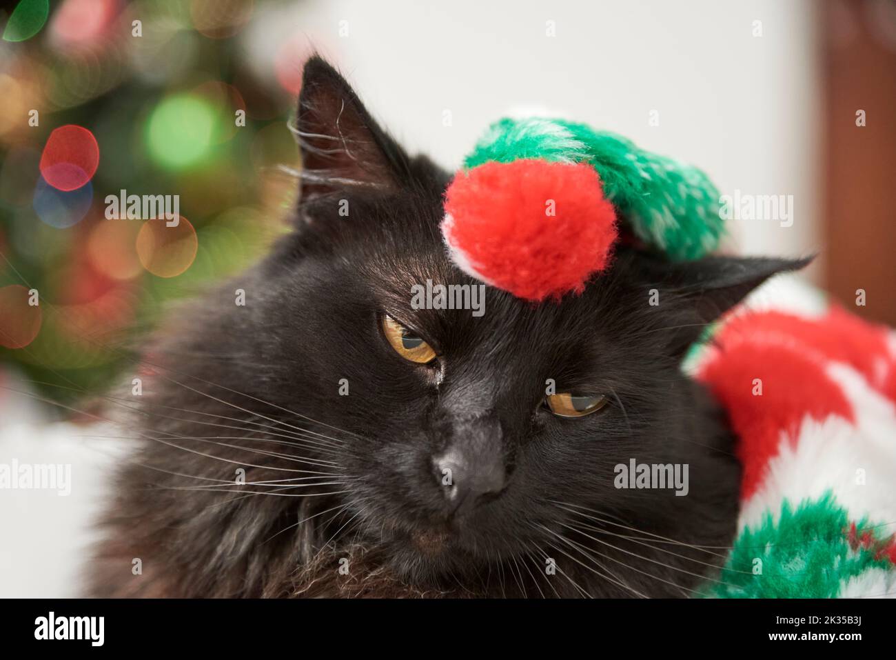 Close up portrait of a black cat bored of Christmas, at home. Concept: pets and holidays. Stock Photo
