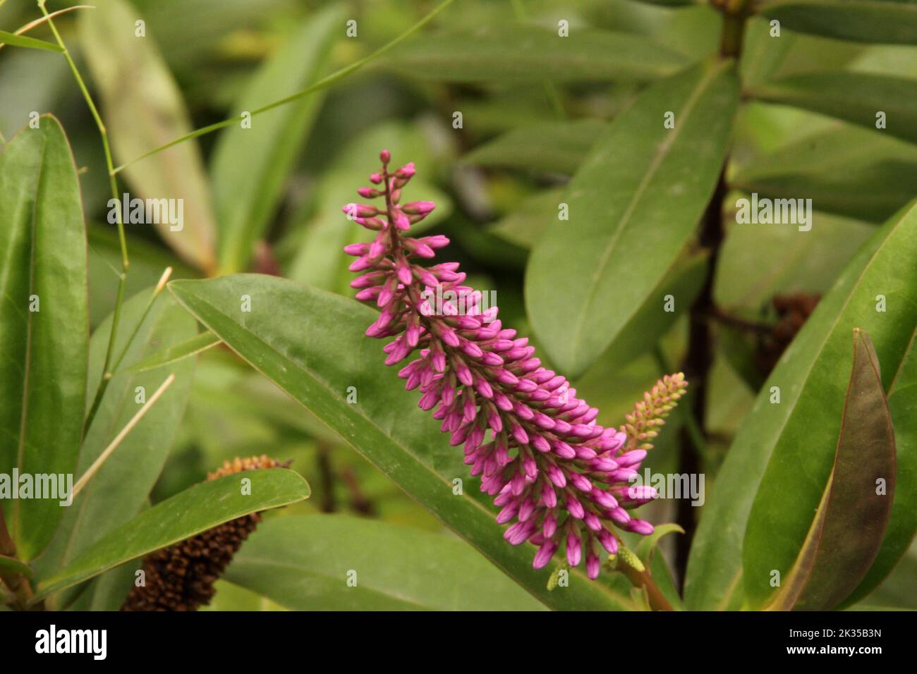 a closeup of pink Hebe speciosa flowers Stock Photo