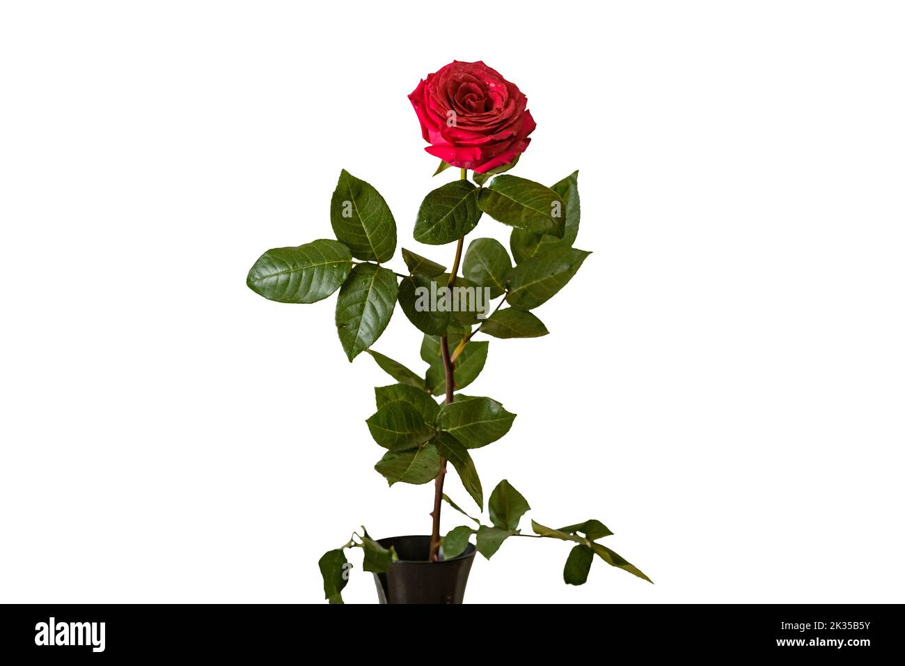 Pink rose on long stem with green leaves in vase on white isolated background Stock Photo