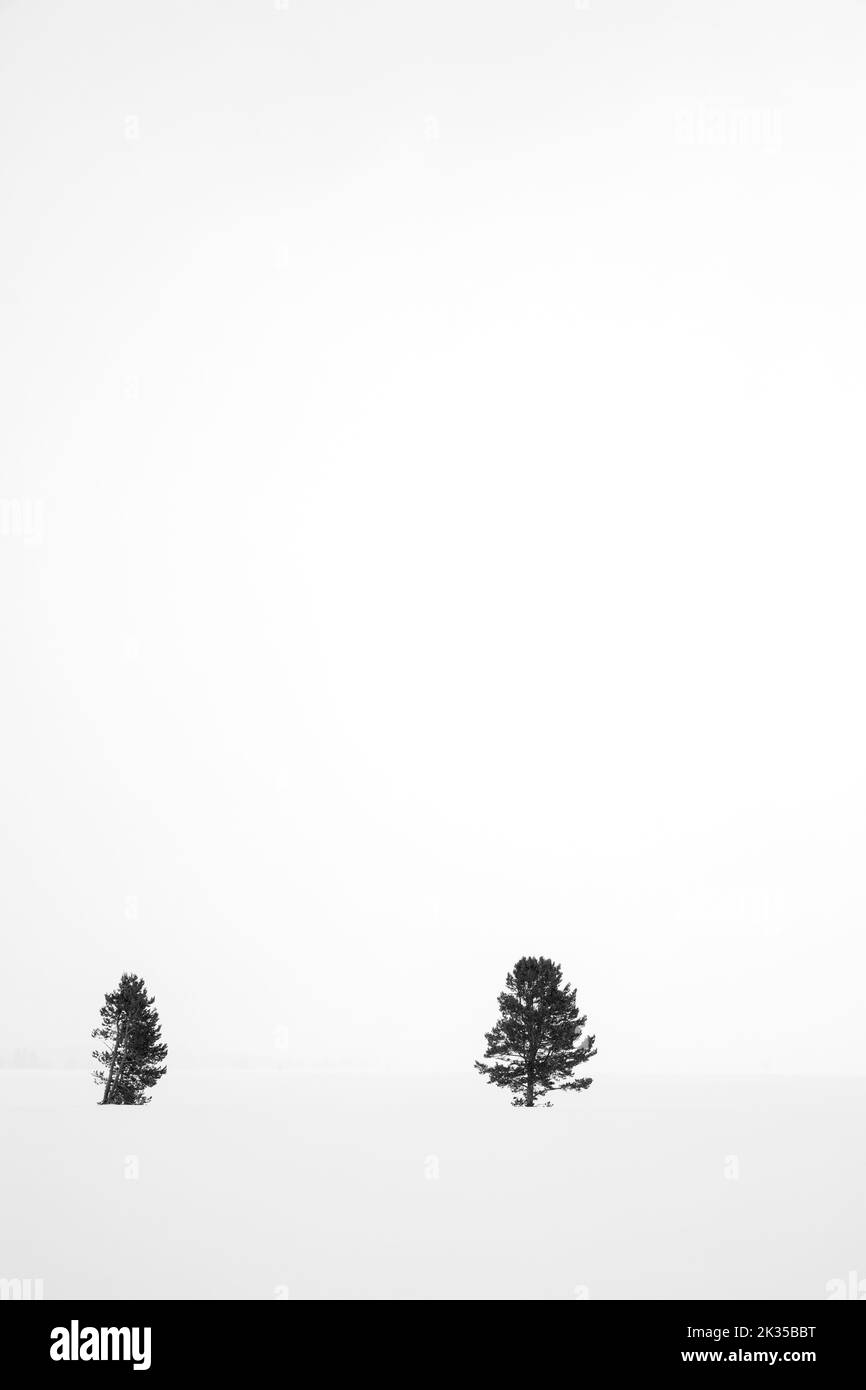 WY05064-00.....WYOMING - Lone trees in winter, Grand Teton National Park. Stock Photo