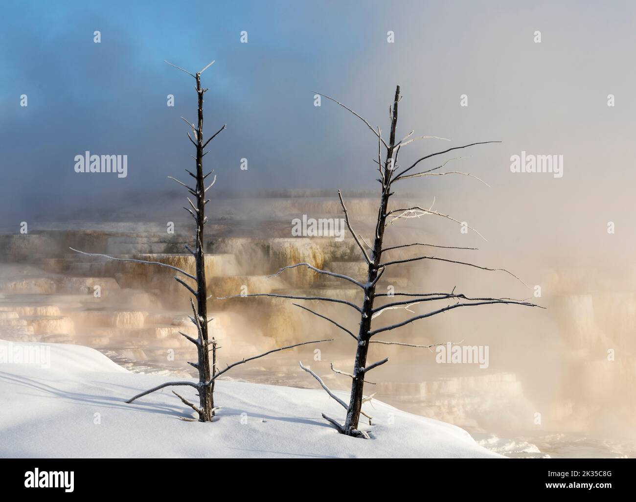 WY05082-00.....WYOMING - Misty morning at the top of Lower Terraces of Mammoth Hot Springs, Yellowstone National Park. Stock Photo