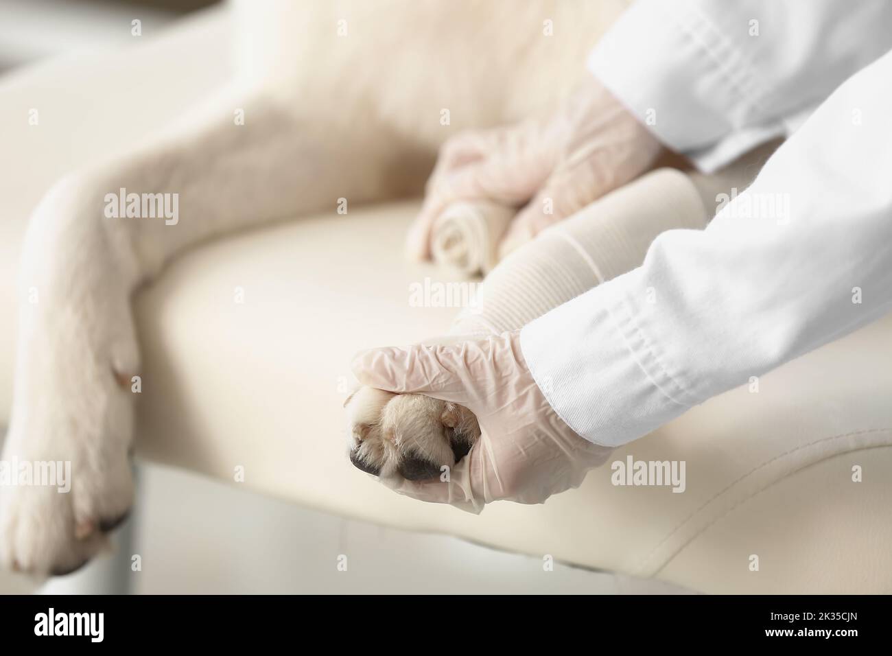 Female veterinarian bandaging dog's paw in clinic, closeup Stock Photo
