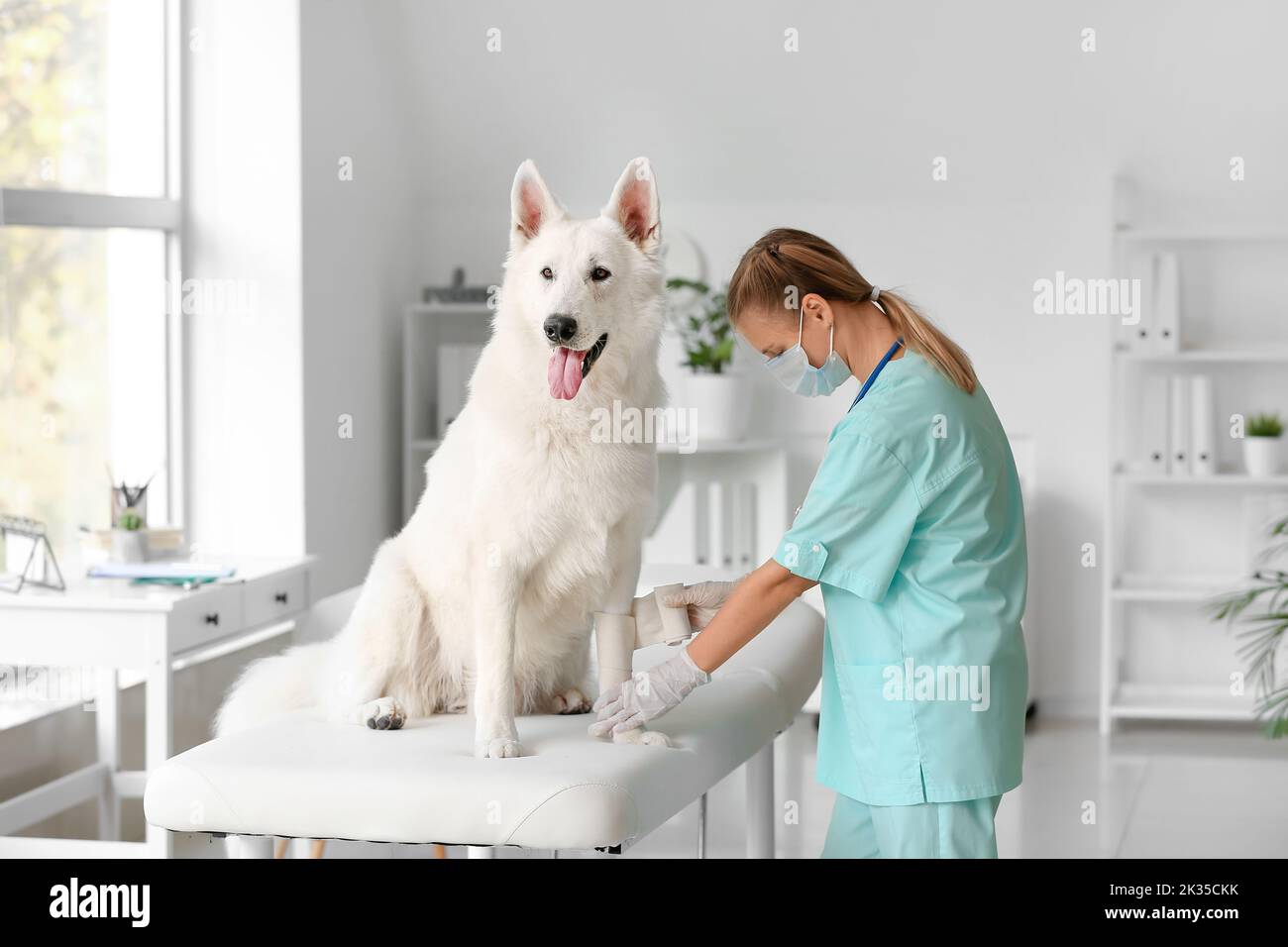 Female veterinarian bandaging dog's paw in clinic Stock Photo Alamy
