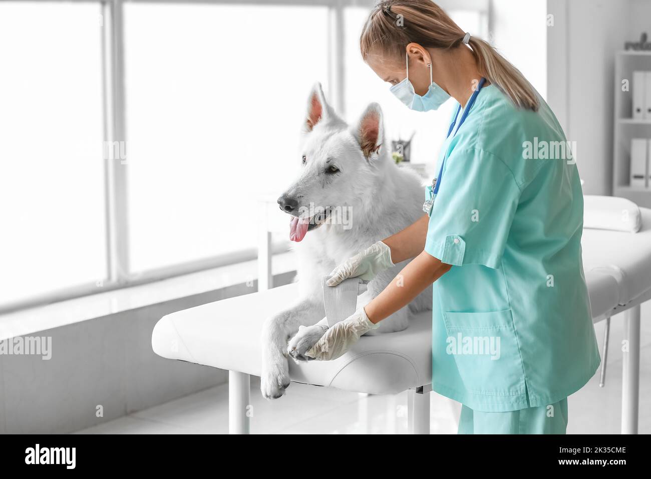 Female veterinarian bandaging dog's paw in clinic Stock Photo Alamy