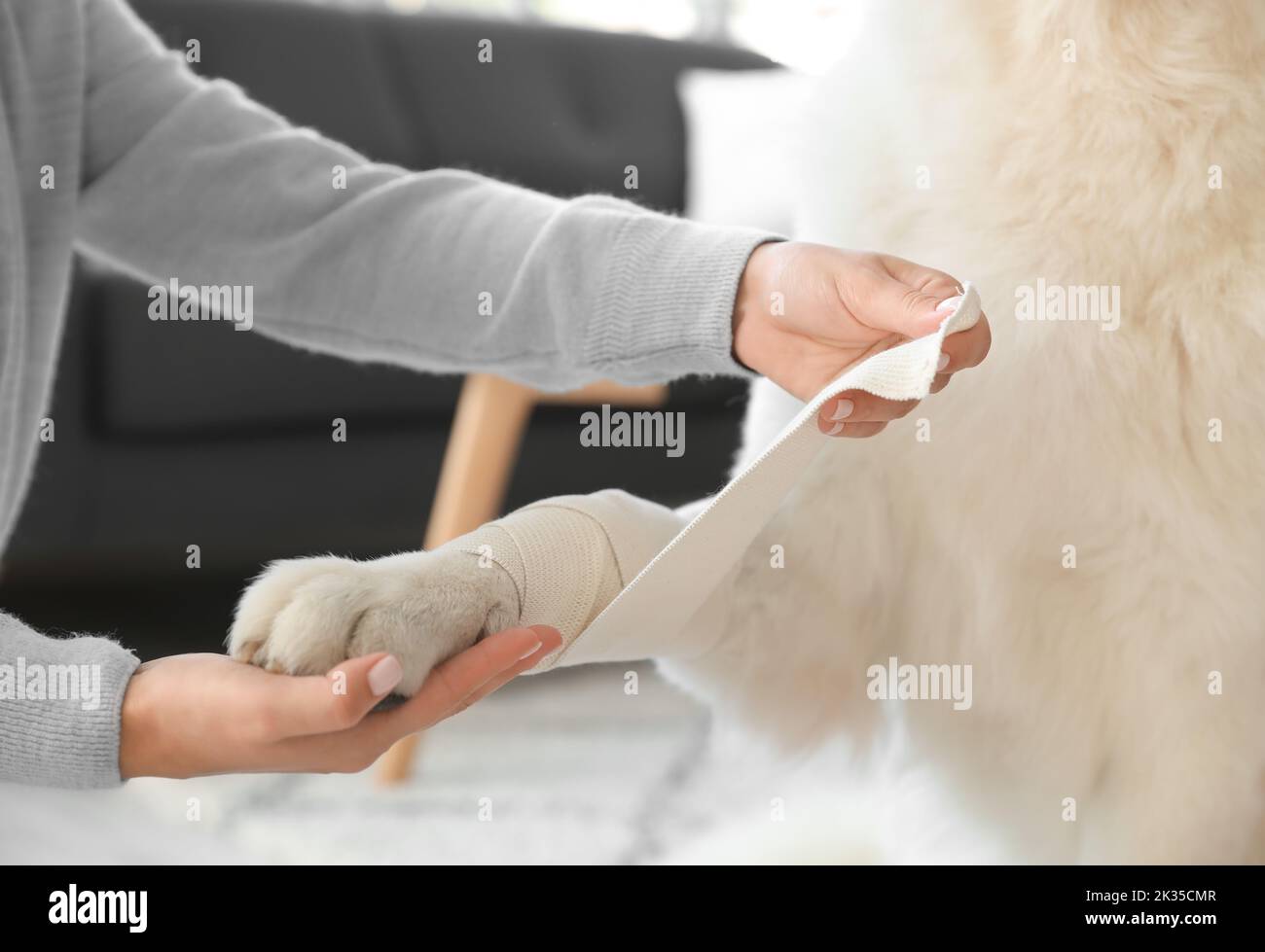 Woman bandaging her dog's paw at home, closeup Stock Photo Alamy