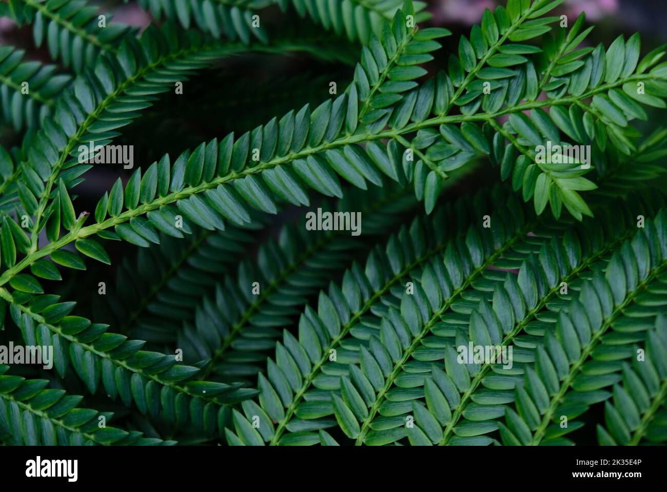 A closeup shot of Retrophyllum plant leaves against Stock Photo