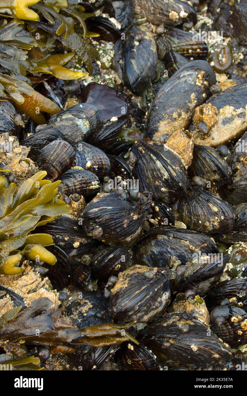 California mussel (Mytilus californianus), Salt Creek Recreation Area