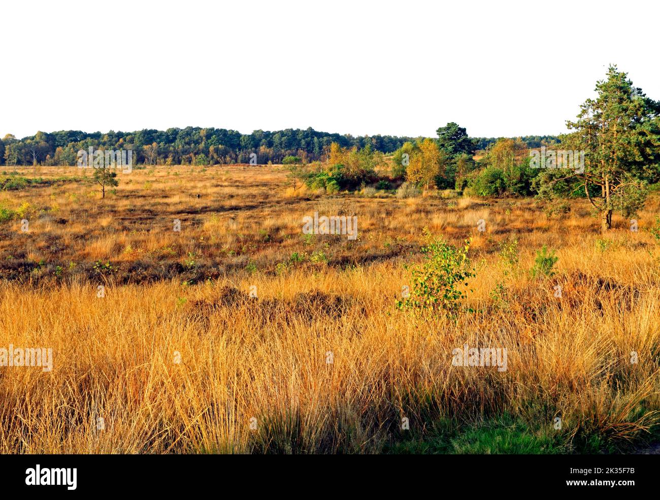 Dersingham Bog, National Nature Reserve, designated a Site of Special Scientific Interest, SSI, mire, heath and woodland, Autumn, Norfolk Stock Photo