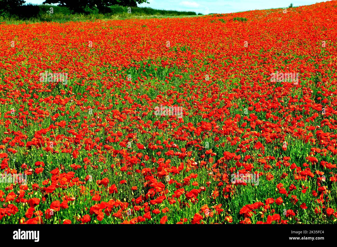 Field Poppies, red poppy, landscape, Norfolk, England, UK Stock Photo