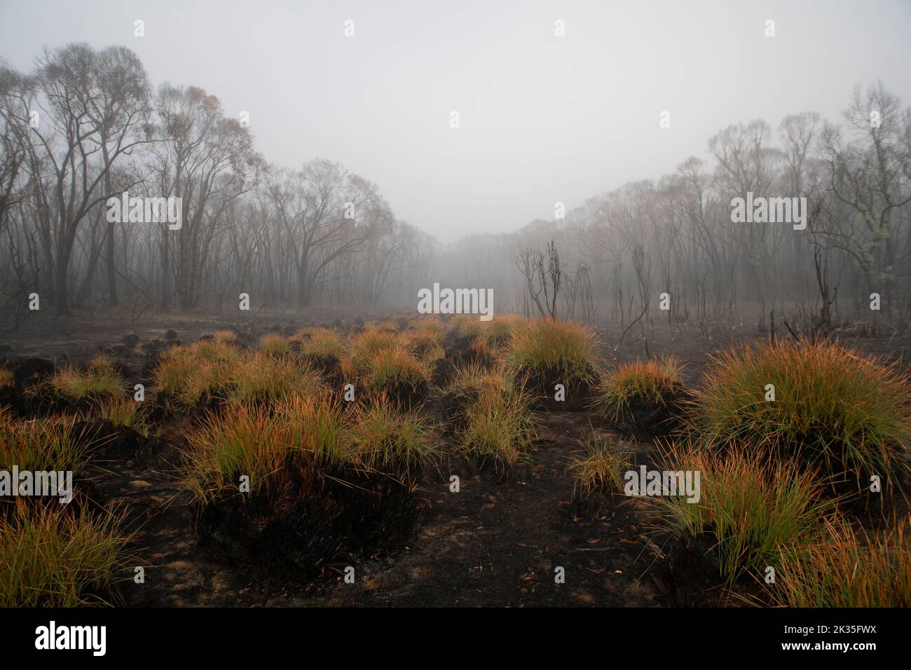 Forest regeneration in the fog, after a bushfire in Tonimbuk, Australia. Heathland with button grasses. Stock Photo