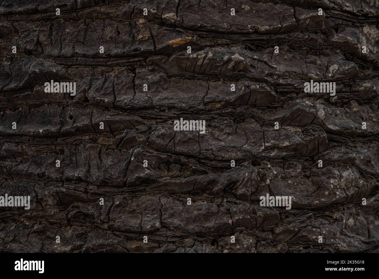 Palm Tree Trunk Texture background image Stock Photo